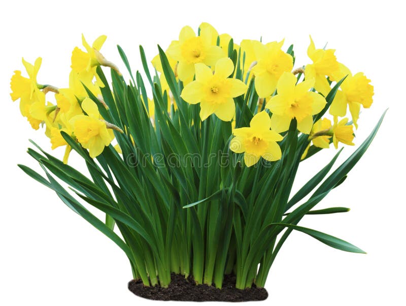 Daffodil flower plants isolated on white background