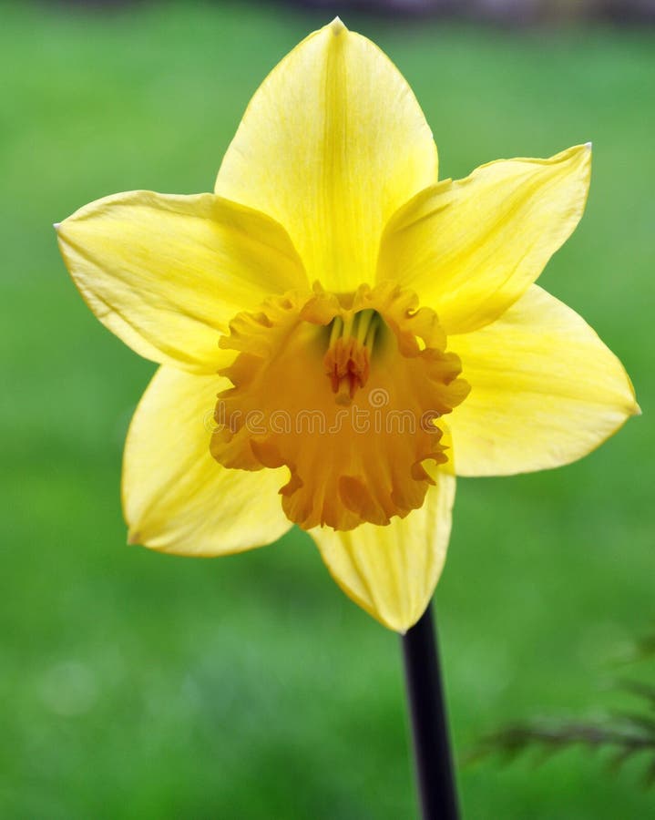 Daffodil