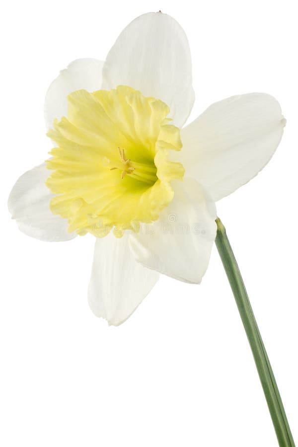 Daffodil