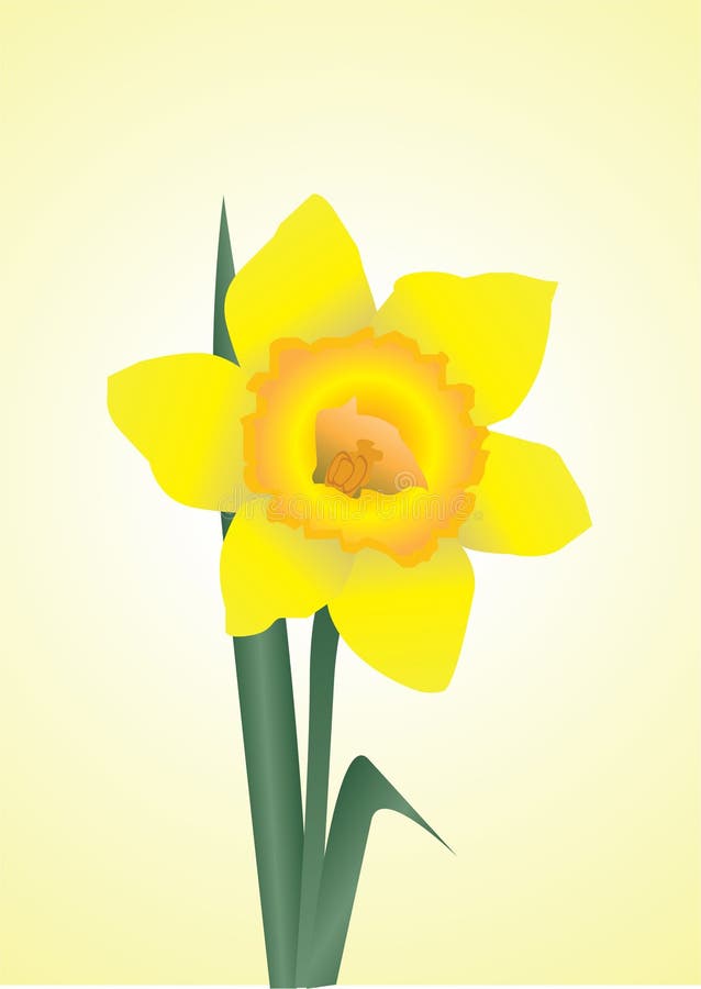 Daffodil-jonquil/eps stock vector. Illustration of spring - 405191