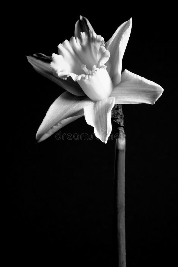 Download Daffodil 2 foto de stock. Imagem de amarelo, estações, flor - 58660
