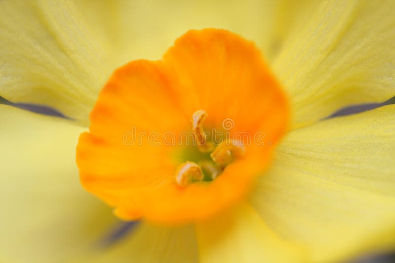 Daffodil στοκ φωτογραφία με δικαίωμα ελεύθερης χρήσης Daffodil στοκ φωτογραφία με δικαίωμα ελεύθερης χρήσης