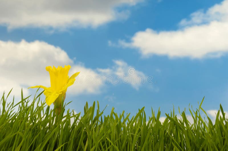 Daffodil in green grass with a blue and cloudy sky in the background.