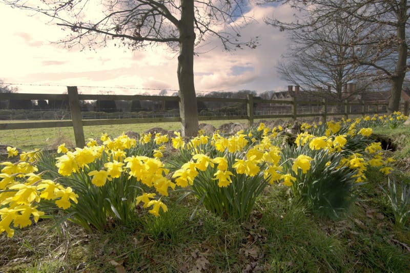 Daffodil