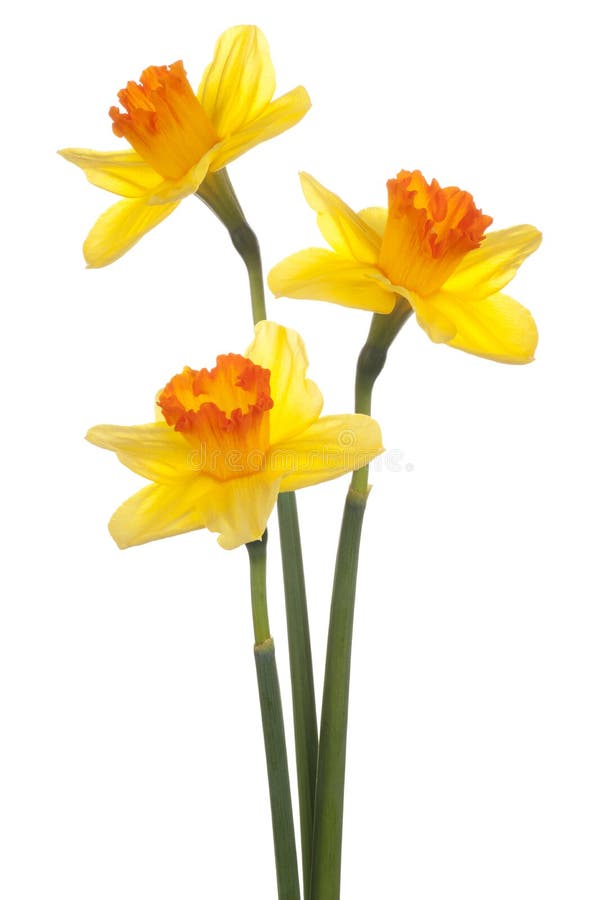 Studio Shot of Yellow Colored Daffodil Flowers Isolated on White Background. Large Depth of Field (DOF). Macro. Symbol of Self-love and Respect.