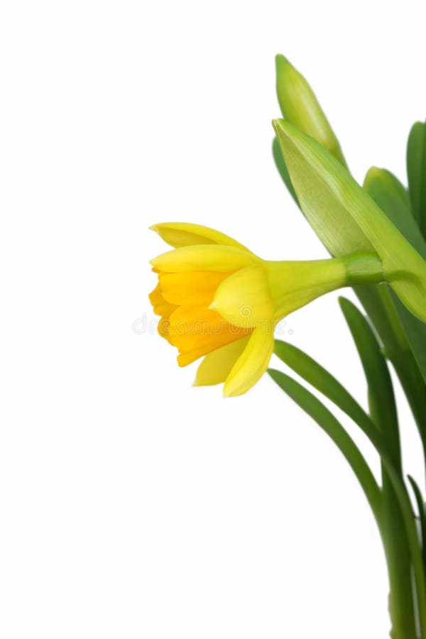 One daffodil isolated on a white background.