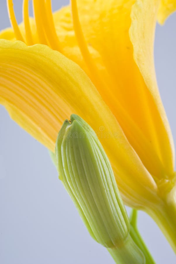 Daffodil