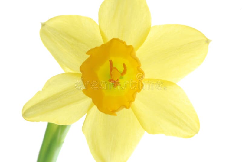 Daffodil