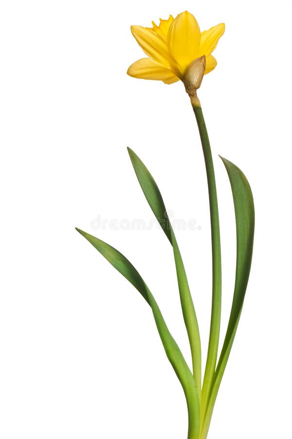 Yellow daffodil isolated on a pure white background. Yellow daffodil isolated on a pure white background