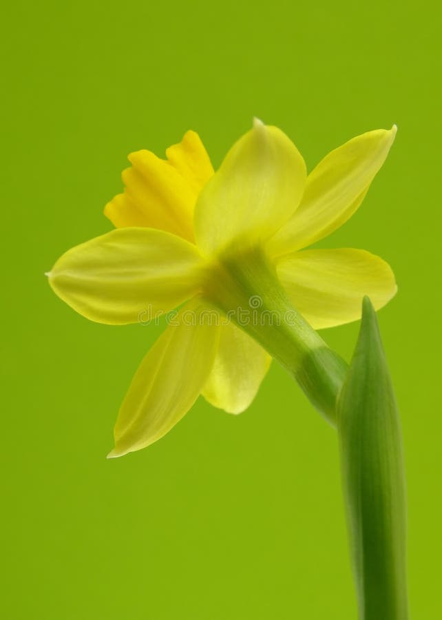 Close-up of yellow Easter daffodil against clear green background. Close-up of yellow Easter daffodil against clear green background