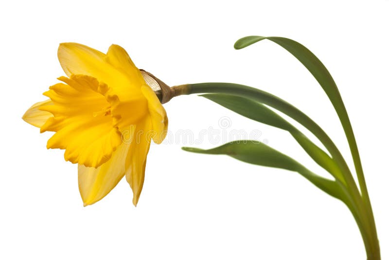 Yellow daffodil isolated on a white background. Yellow daffodil isolated on a white background