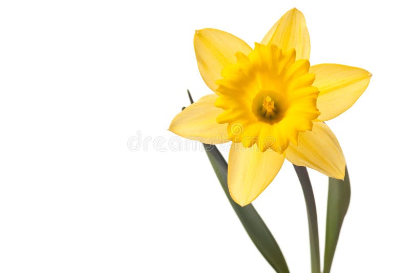 Yellow daffodil isolated on a white background. Yellow daffodil isolated on a white background