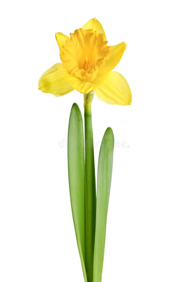 Spring yellow daffodil flower isolated on white background. Spring yellow daffodil flower isolated on white background