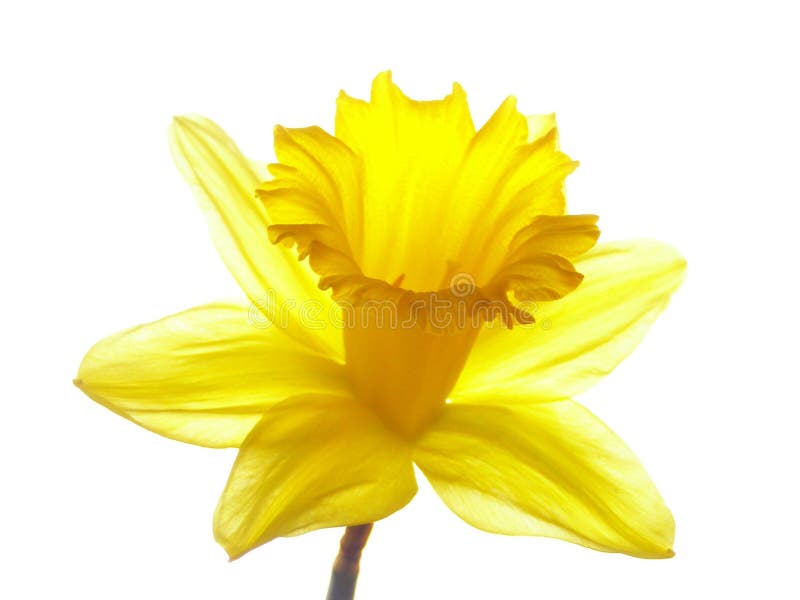 Close-up of yellow easter daffodil against white background. Close-up of yellow easter daffodil against white background