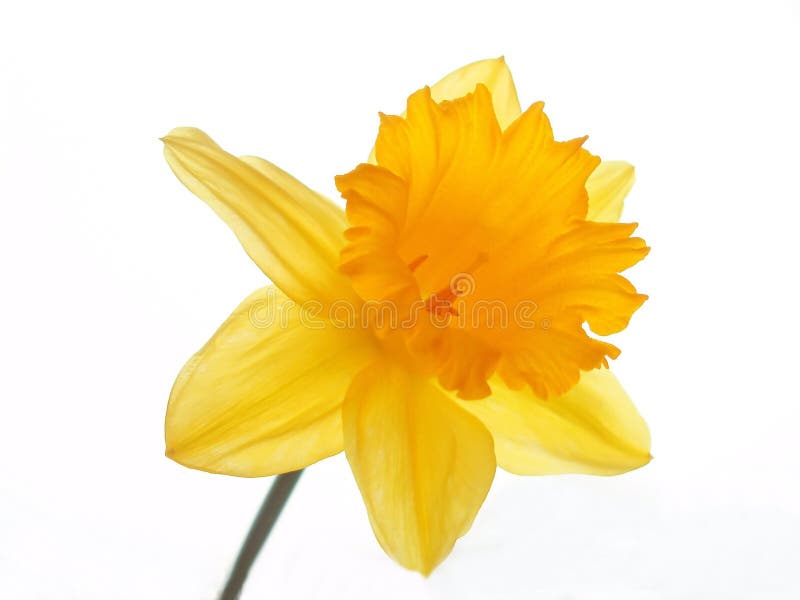 Close-up of yellow easter daffodil against white background. Close-up of yellow easter daffodil against white background