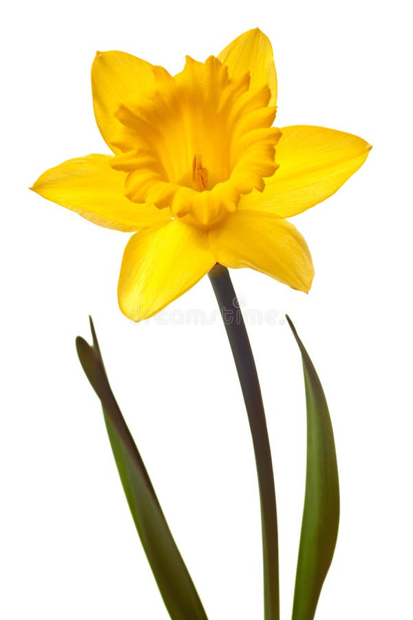 Yellow daffodil isolated on a white background. Yellow daffodil isolated on a white background