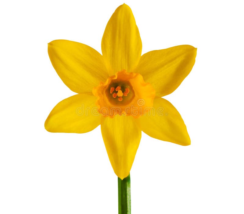 Yellow daffodil isolated on a white background with clipping path. Yellow daffodil isolated on a white background with clipping path