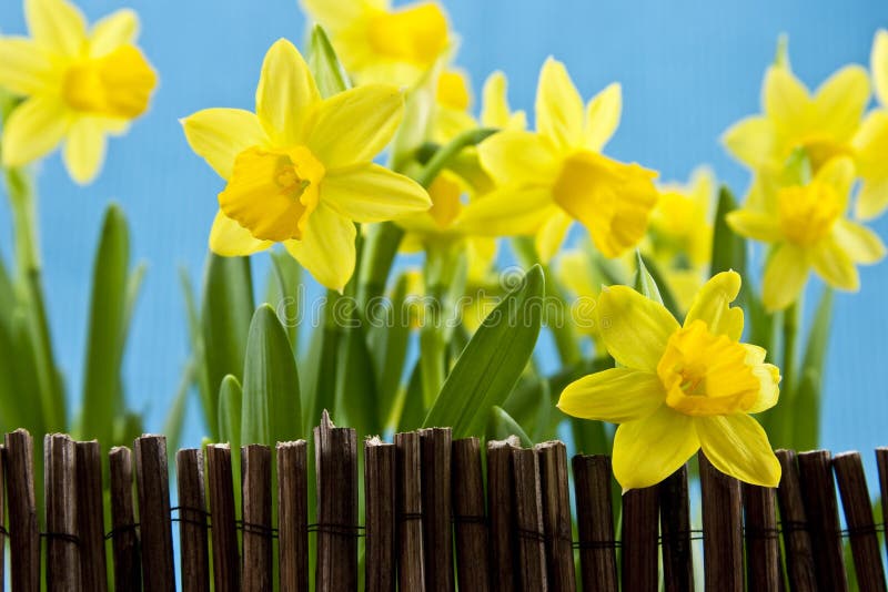 Spring flower, daffodil behind fance on blue background. Spring flower, daffodil behind fance on blue background