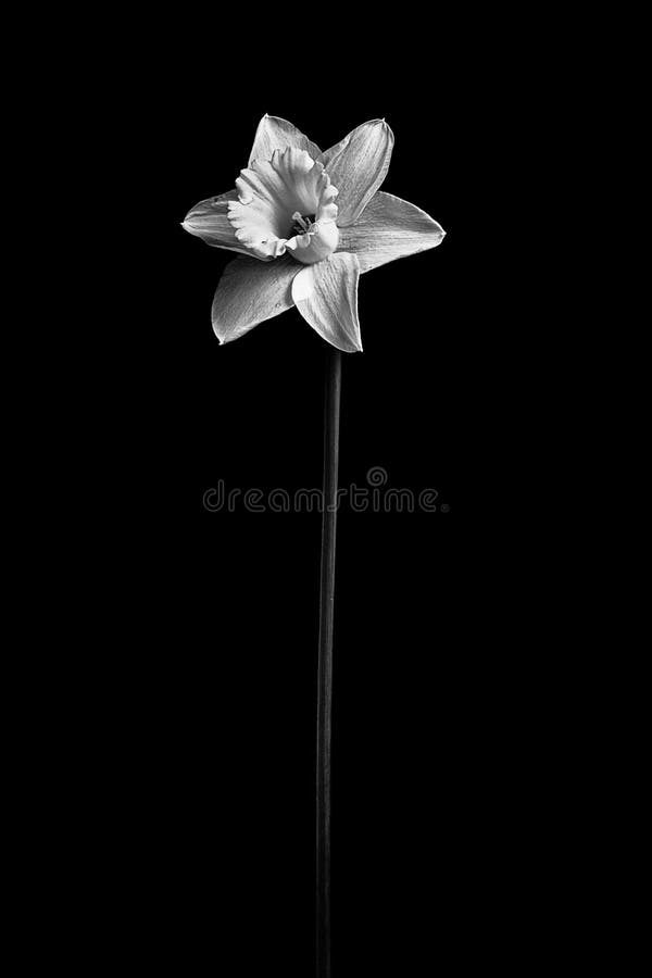 Daffodil in Black and White Stock Image Image of spring, flower 39566173