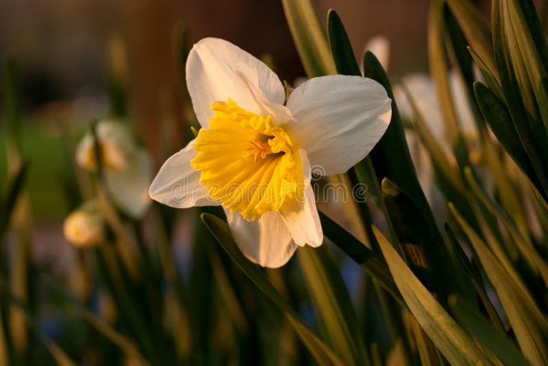 Daffodil Blooming through the Snow Stock Photo Image of season
