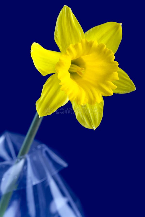 Daffodil and blue background