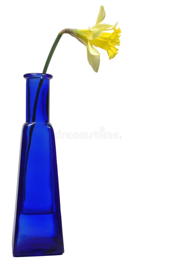 Daffodil in blue bottle