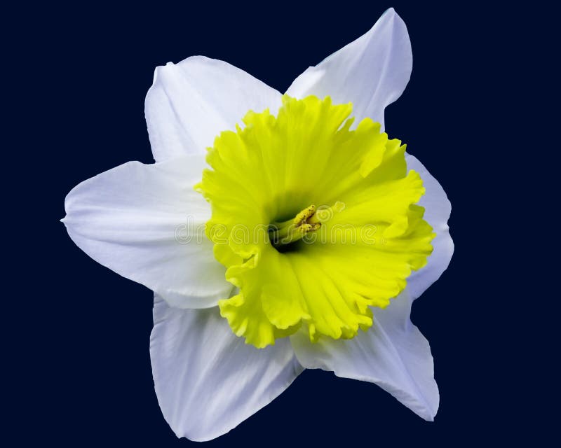 Blue Daffodil Flower On White Isolated Background With Clipping Path