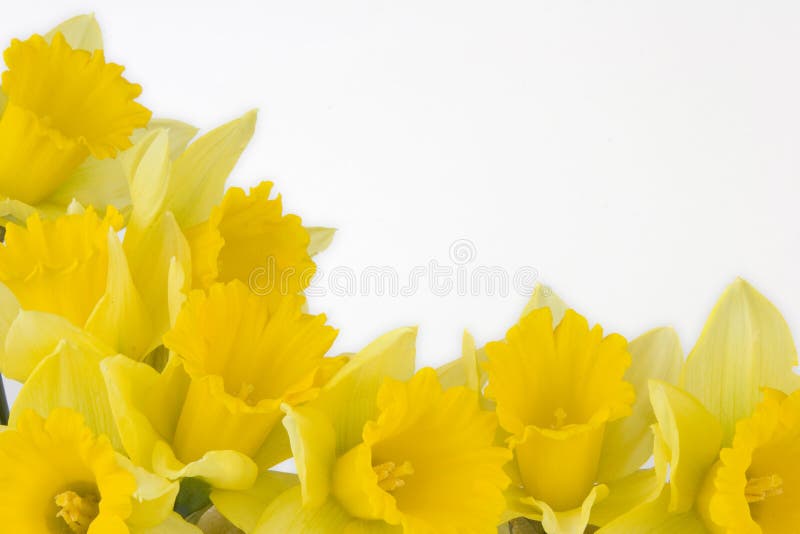 Daffodil border stock photo. Image of flowering, plant 480010