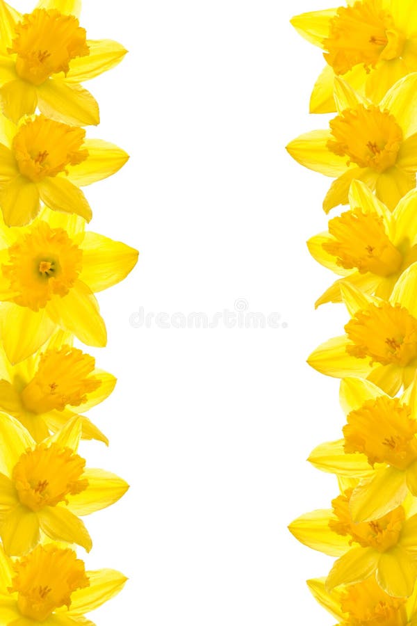 21+ Daffodil border Free Stock Photos - StockFreeImages