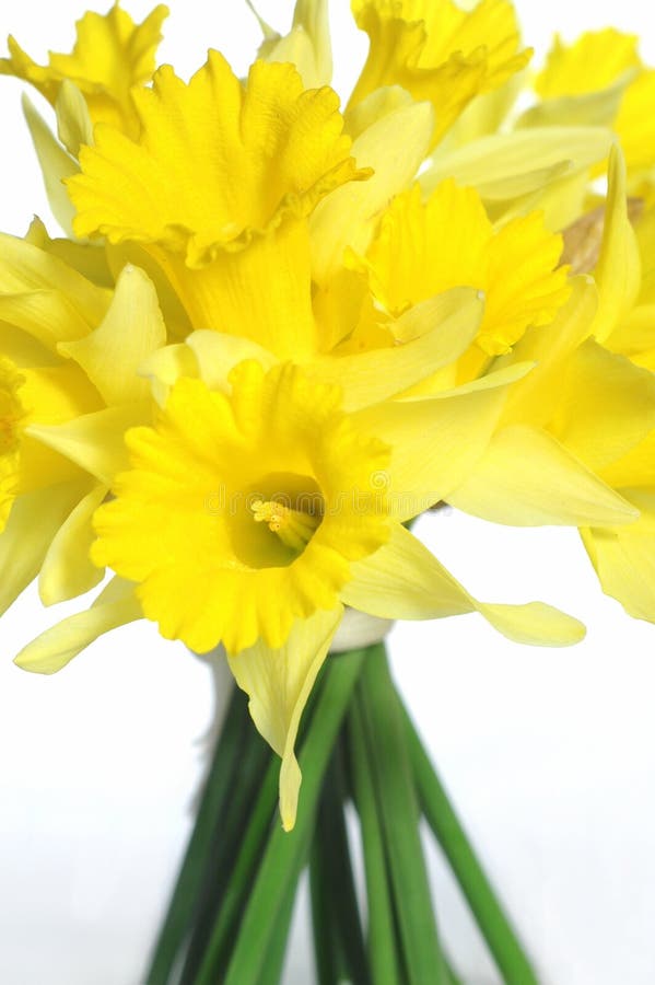 Daffodil Bouquet