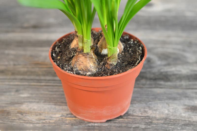 Daffodil bulbs in flower pot stock image Daffodil bulbs in flower pot stock image