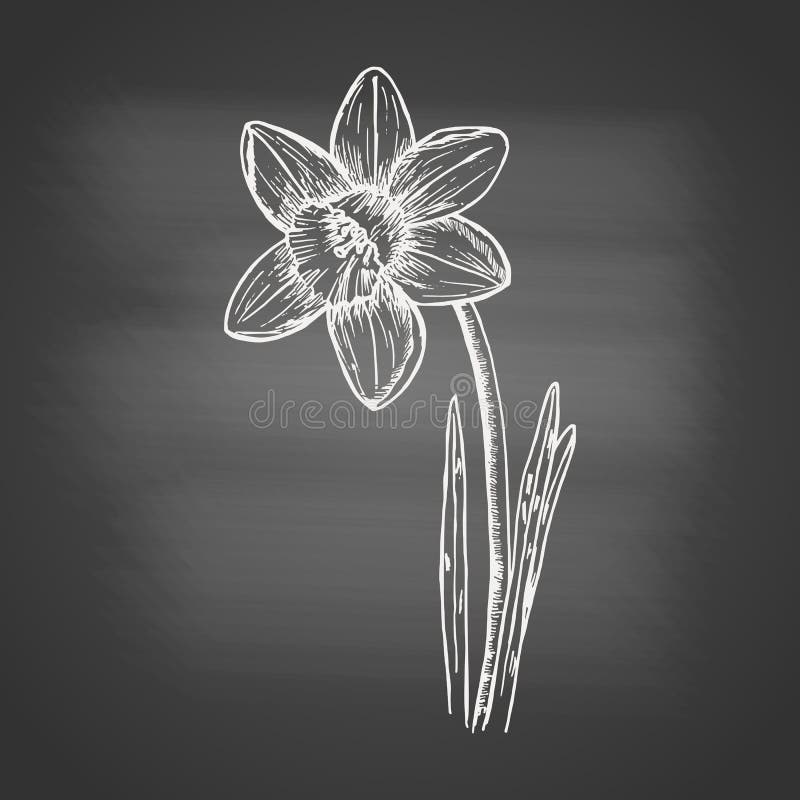 https://thumbs.dreamstime.com/b/daffodil-chalk-drawing-blackboard-hand-drawn-sketch-vintage-engraving-style-botanical-vector-illustration-231823024.jpg