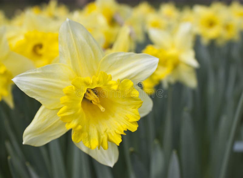 A single daffodil in focus with a background of soft focus daffodils. A single daffodil in focus with a background of soft focus daffodils