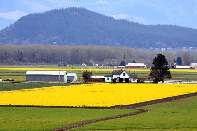 Daffodil Farm in Spring stock photo. Image of green, plant 13444706