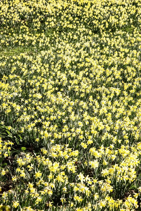 Daffodil field stock photo. Image of floral, blooming - 49066026