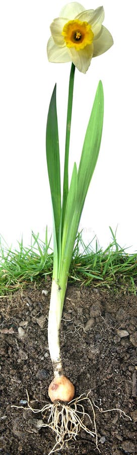 Narciso fiore di colpo, come se dal sottosuolo.