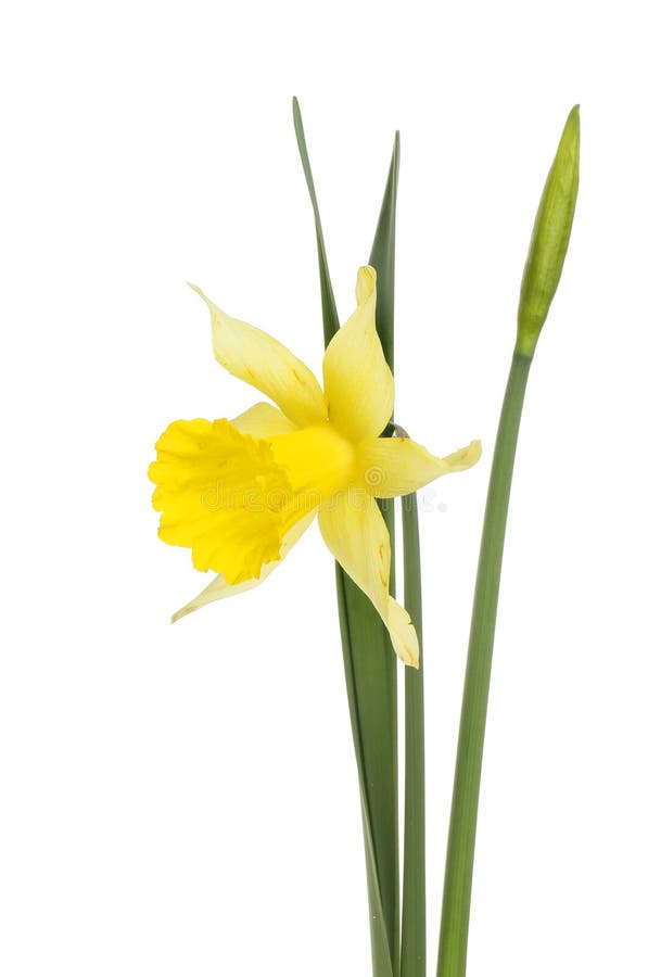 Daffodil flower and bud stock photo. Image of bloom 174337208