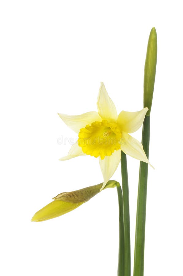 Daffodil buds stock image. Image of stem, bloom, daffodil 8037447