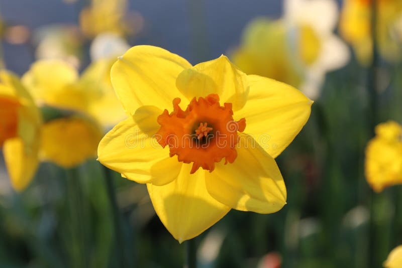 Daffodil flower close up stock image. Image of bright 214980901