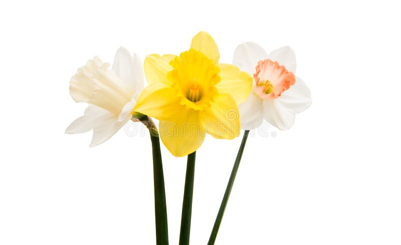 Daffodil flower isolated