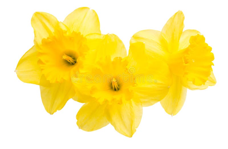 daffodil flower isolated