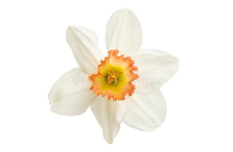 Daffodil flower isolated