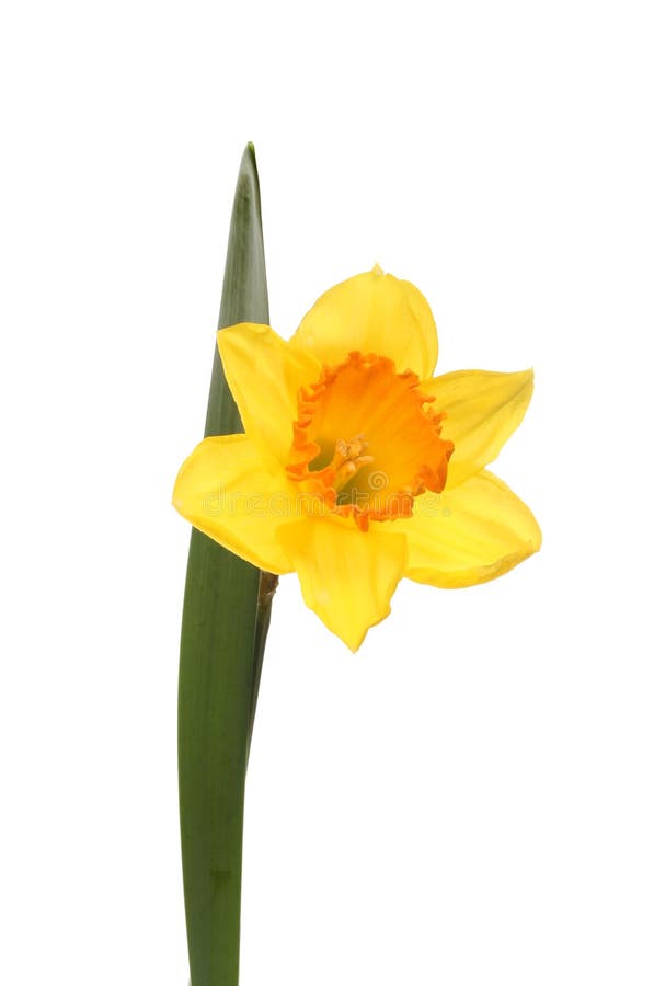 Daffodil flower and leaf stock photo. Image of daffodil 66906758