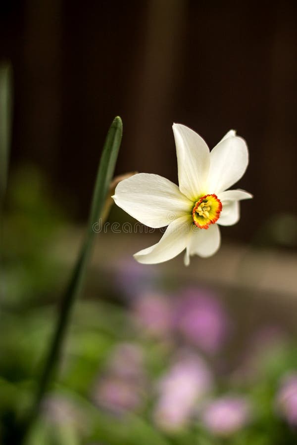 Daffodil Flower In Early Spring Stock Image Image of fresh, botanical