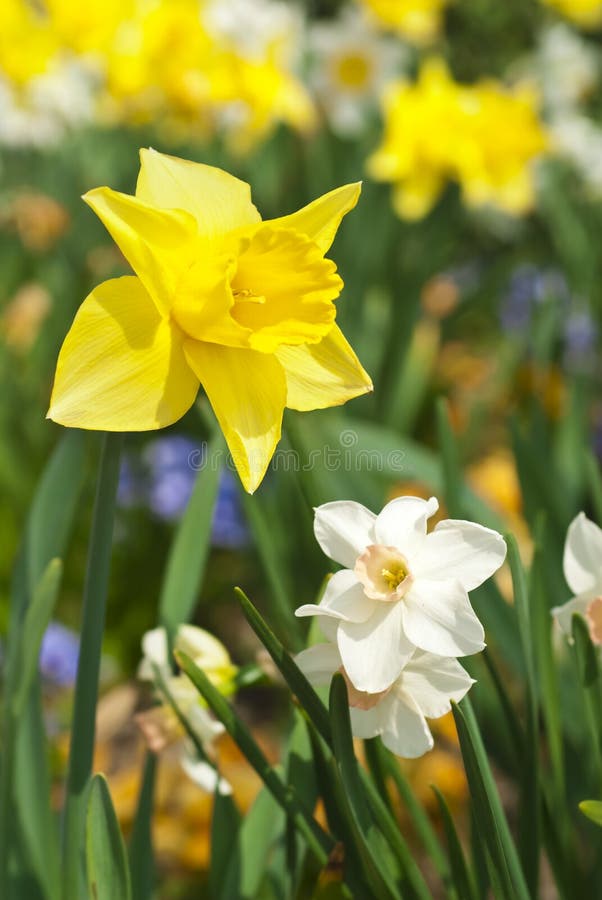 Daffodil Flower