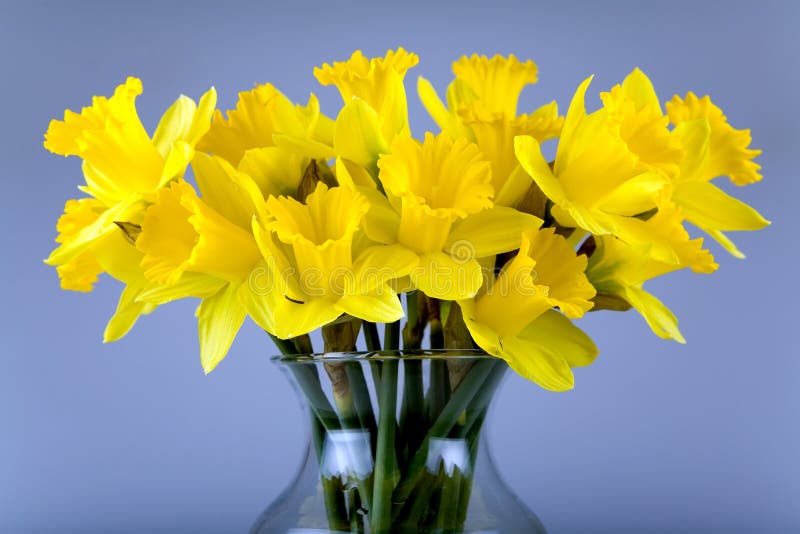 Daffodil flowers