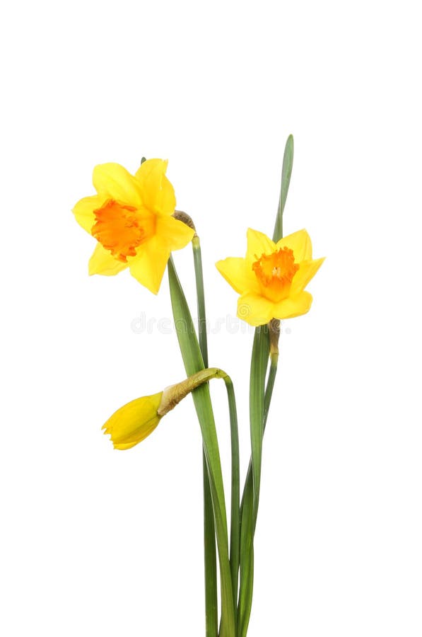 Daffodil flowers and bud stock image. Image of leaf, daffodil 66906463