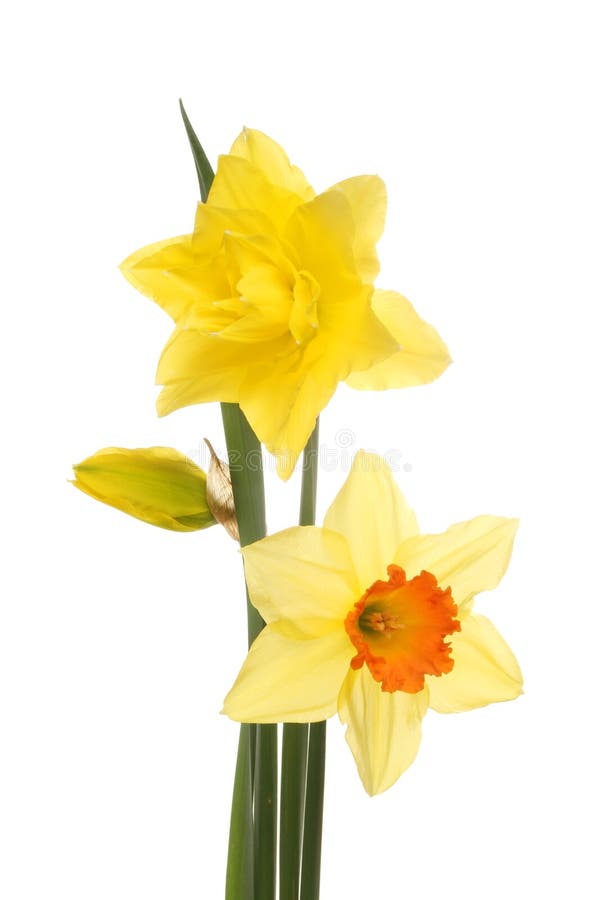 Daffodil flowers and bud stock photo. Image of yellow 67978280