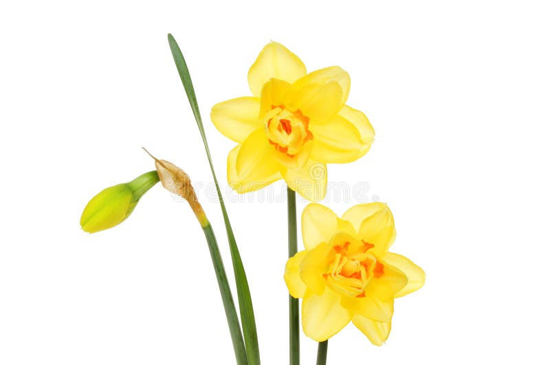 Daffodil flowers and bud stock photo. Image of blossom 69668028