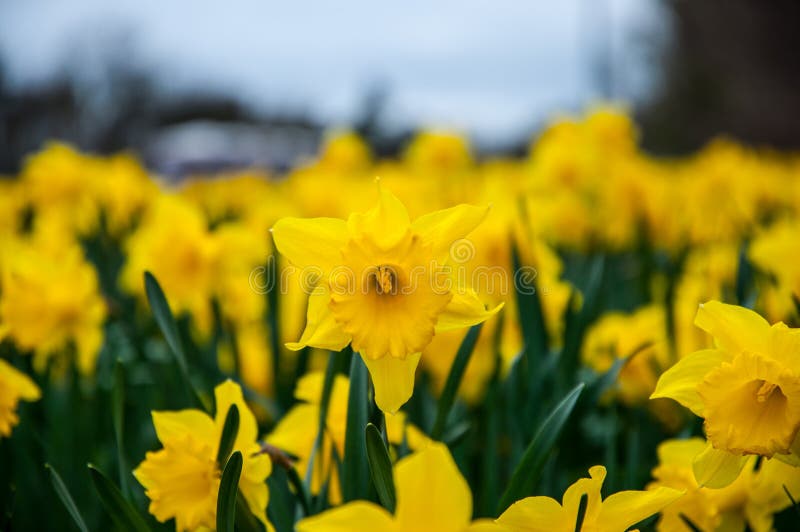 Daffodil flowers stock photo. Image of bouquet, isolated 39671154